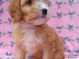 Cavapoo dogs Cavapoo fur babies - Advert 3