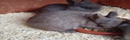 Netherland Dwarf rabbits for sale: Netherland dwarf rabbits only 3 baby's left  - Advert 4