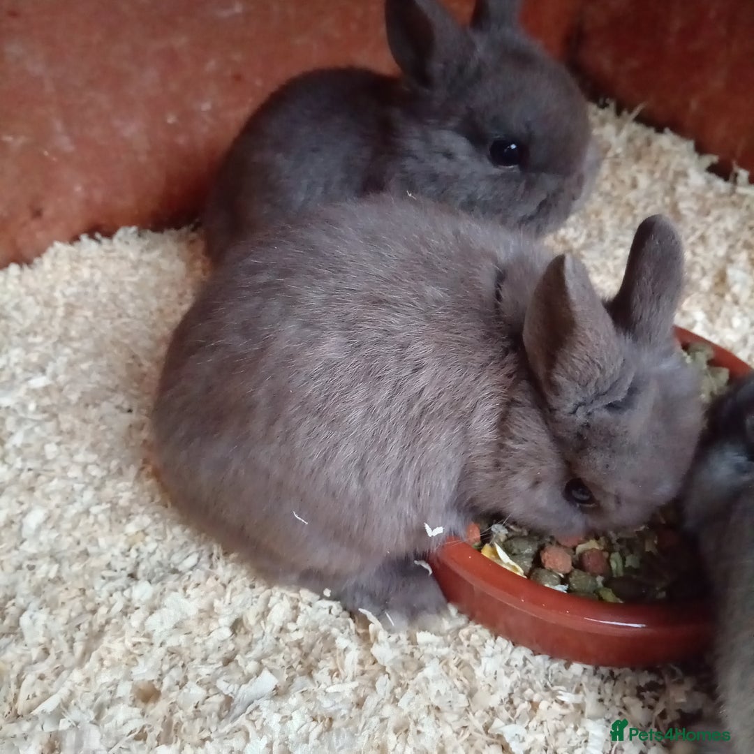 Netherland Dwarf rabbits for sale: Netherland dwarf rabbits only 3 baby's left  - Advert 4
