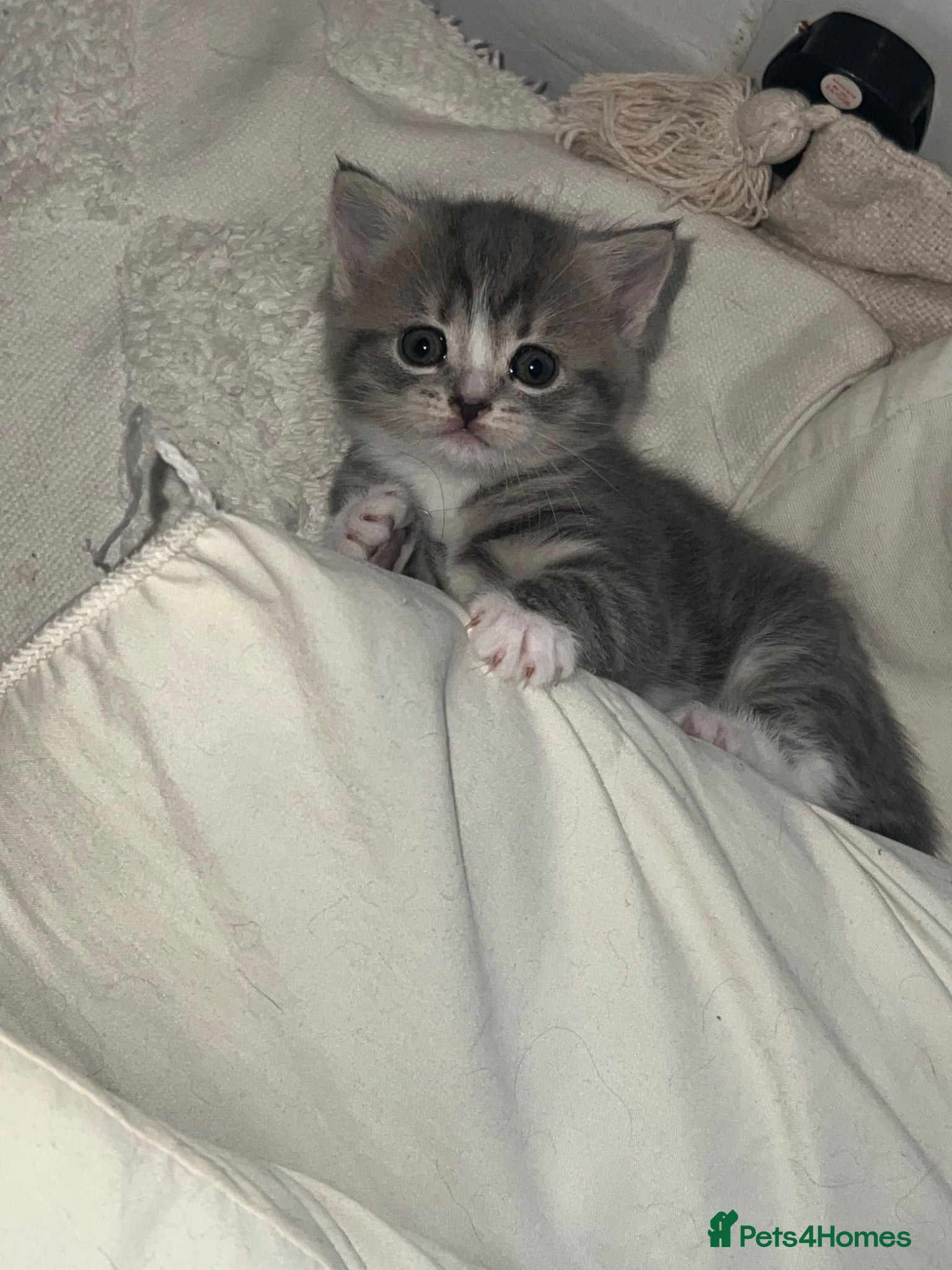 Mixed Breed cats British short hair/ tabby mixed kittens  - Advert 1