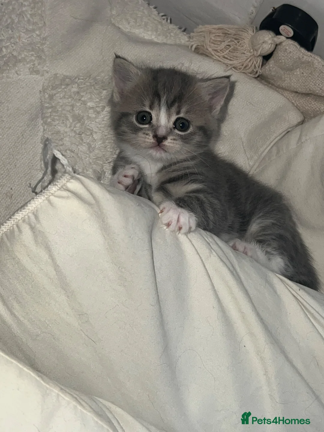 Mixed Breed cats for sale: British short hair/ tabby mixed kittens  in Glossop - Advert 1