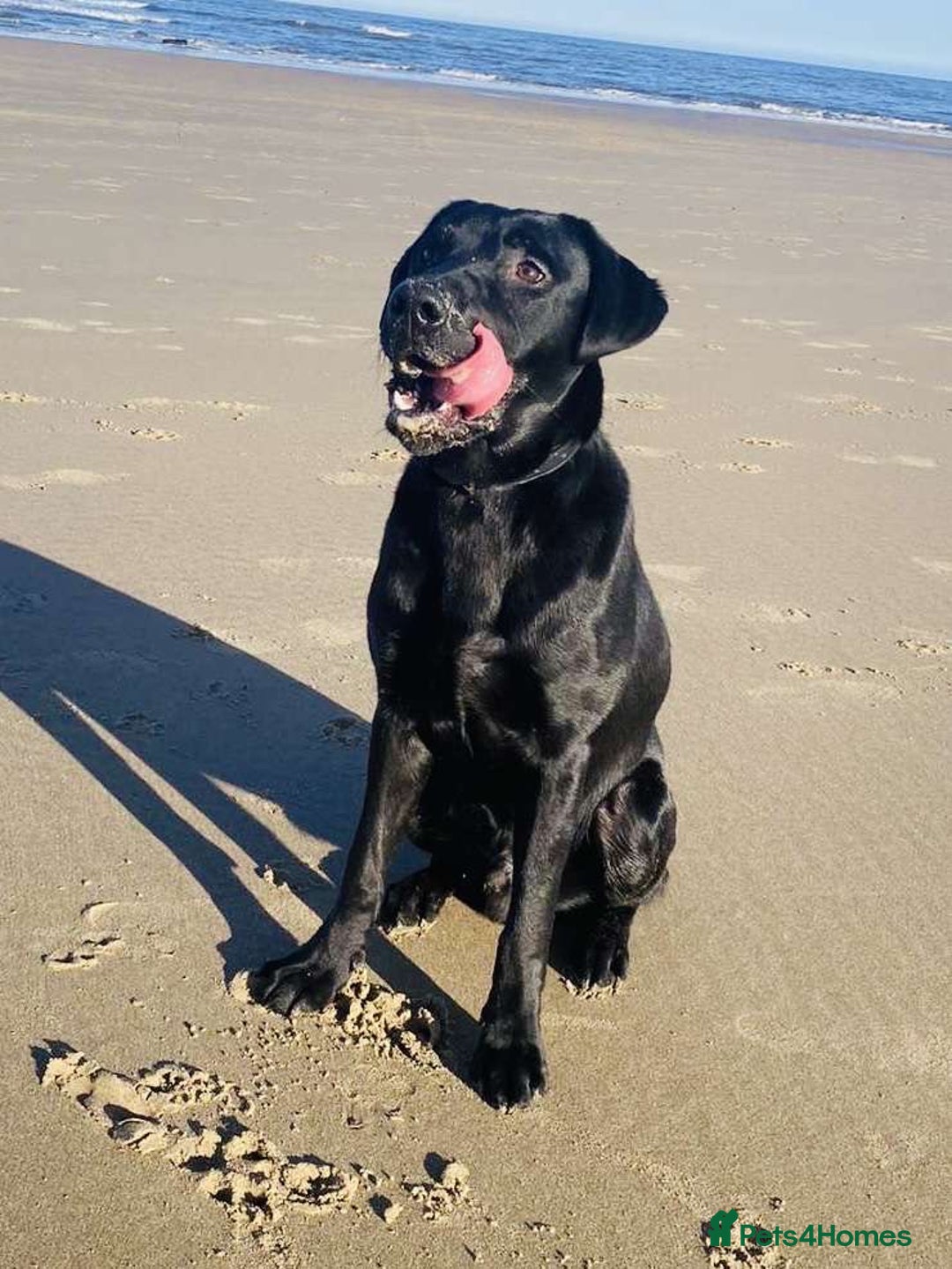Labrador Retriever dogs for sale:  KC registered male Black Labrador  - Image 1