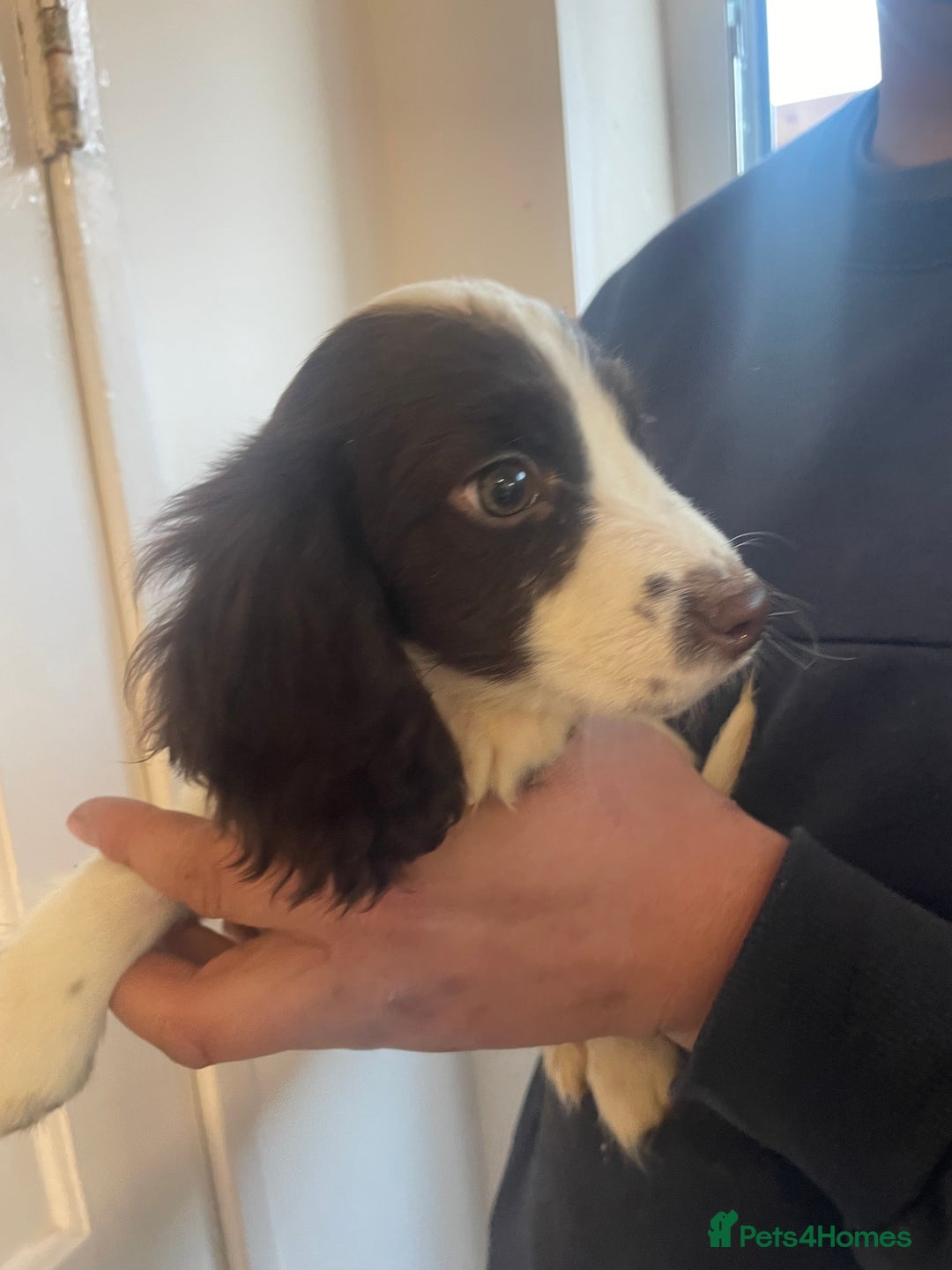 Cocker Spaniel dogs for sale: Female cocker spaniel  - Advert 2