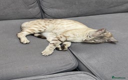 Bengal cats for sale: Not available Minx Bengal  - Image 5