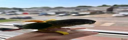 Conures birds for sale: Mr meto - Advert 6