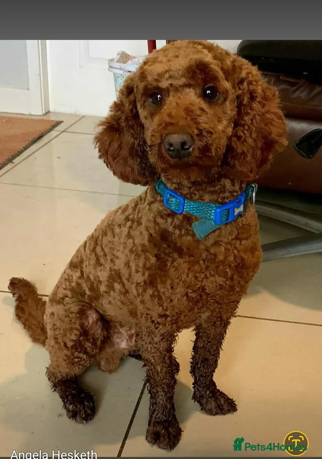 Cockapoo dogs for sale: Stunning Fox Red Cockapoo  - Advert 4