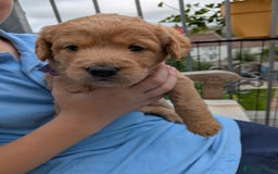 Labradoodle dogs for sale: Fox Red Labradoodles. 4 boys 3 girls  - Image 18