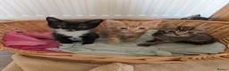 Mixed Breed cats for sale: Siberian X Bengal kittens for sale in Portsmouth - Advert 7