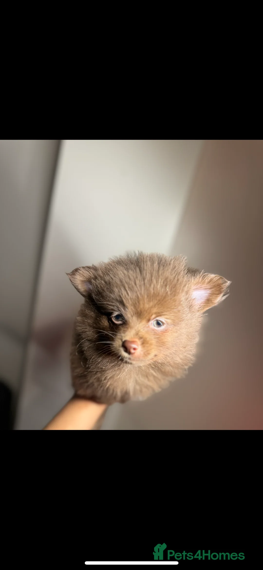 Pomeranian dogs for sale: Pomeranians - Advert 5