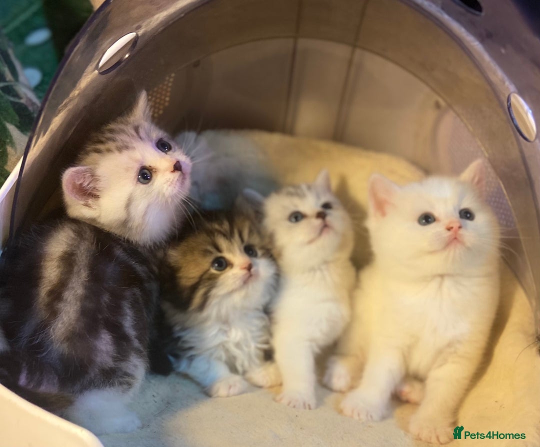 Munchkin cats for sale: Full Pedigree Munchkin Kittens  - Image 3