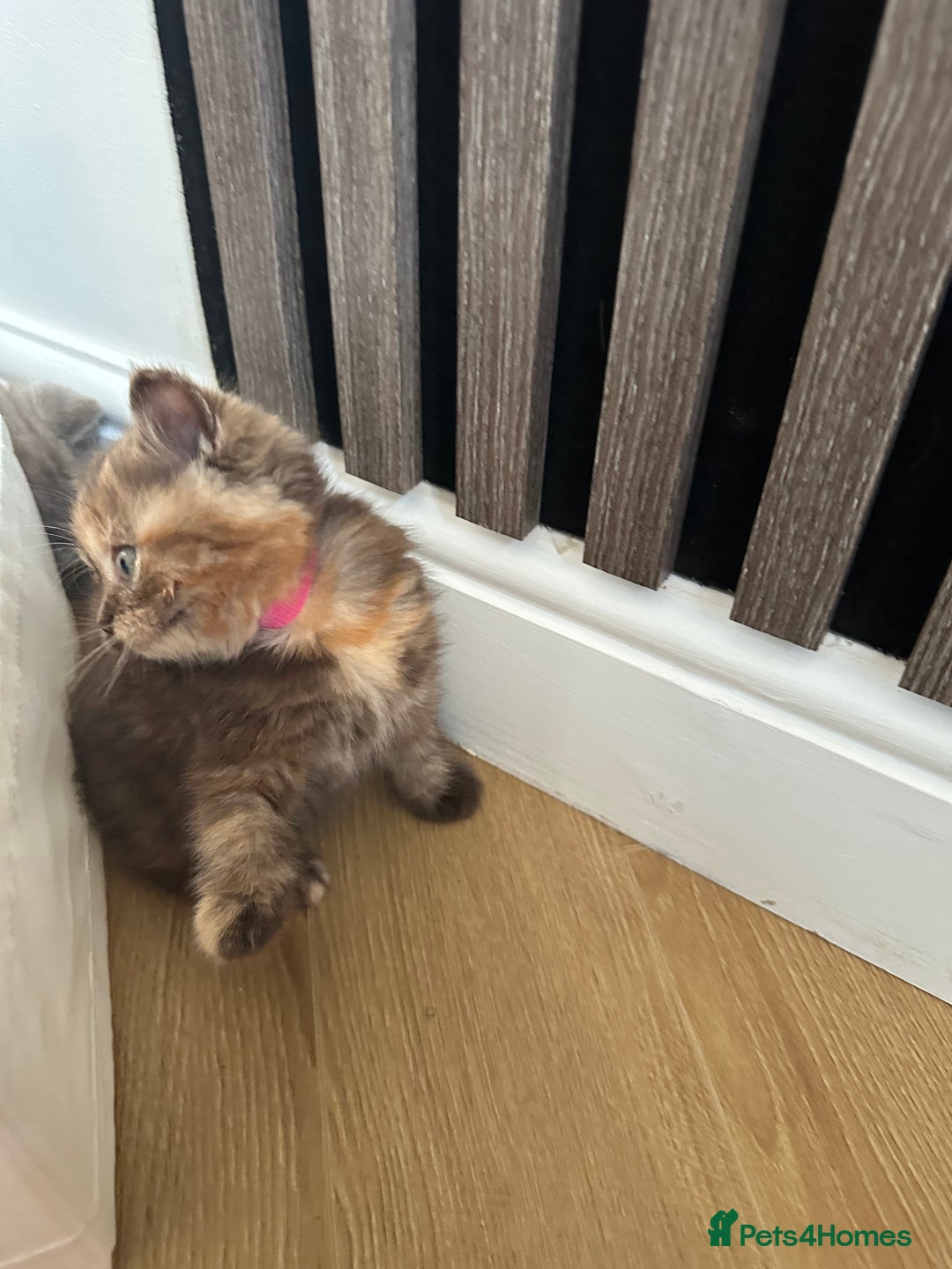 British Shorthair cats for sale: 🌈🌈😍😍Stunning Pure Pedigree Litter BSH ❤️❤️🌈🌈 - Advert 18