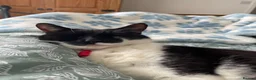 Mixed Breed cats for sale: Forever home wanted  in Sutton Coldfield - Advert 5