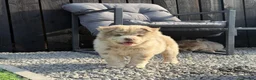 Chow Chow dogs for sale: Exotic colour male chow chow puppies for sale  - Advert 27