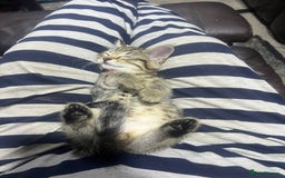 Domestic Shorthair cats for sale: Tiger girl  - Image 4