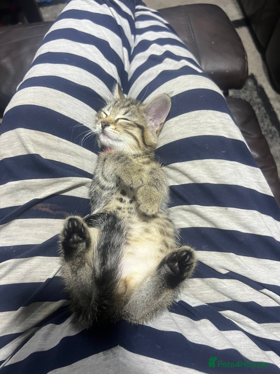 Domestic Shorthair cats for sale: Tiger girl  - Image 4