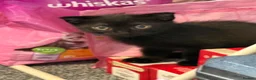 Scottish Fold cats for sale: Beatiful scotish fold kittens in Bury Saint Edmunds - Advert 1