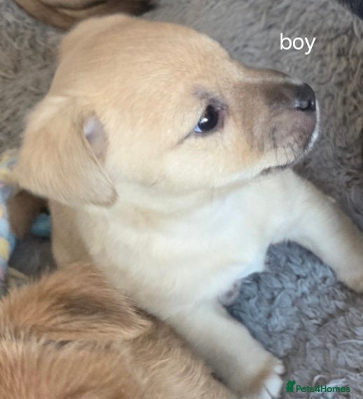 Jack Russell dogs Beautiful jack russel puppies - Advert 1