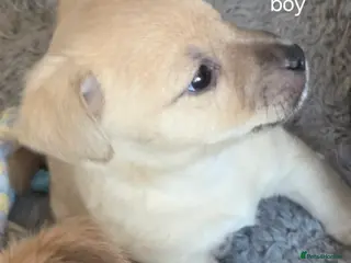 Jack Russell dogs Beautiful jack russel puppies - Advert 1