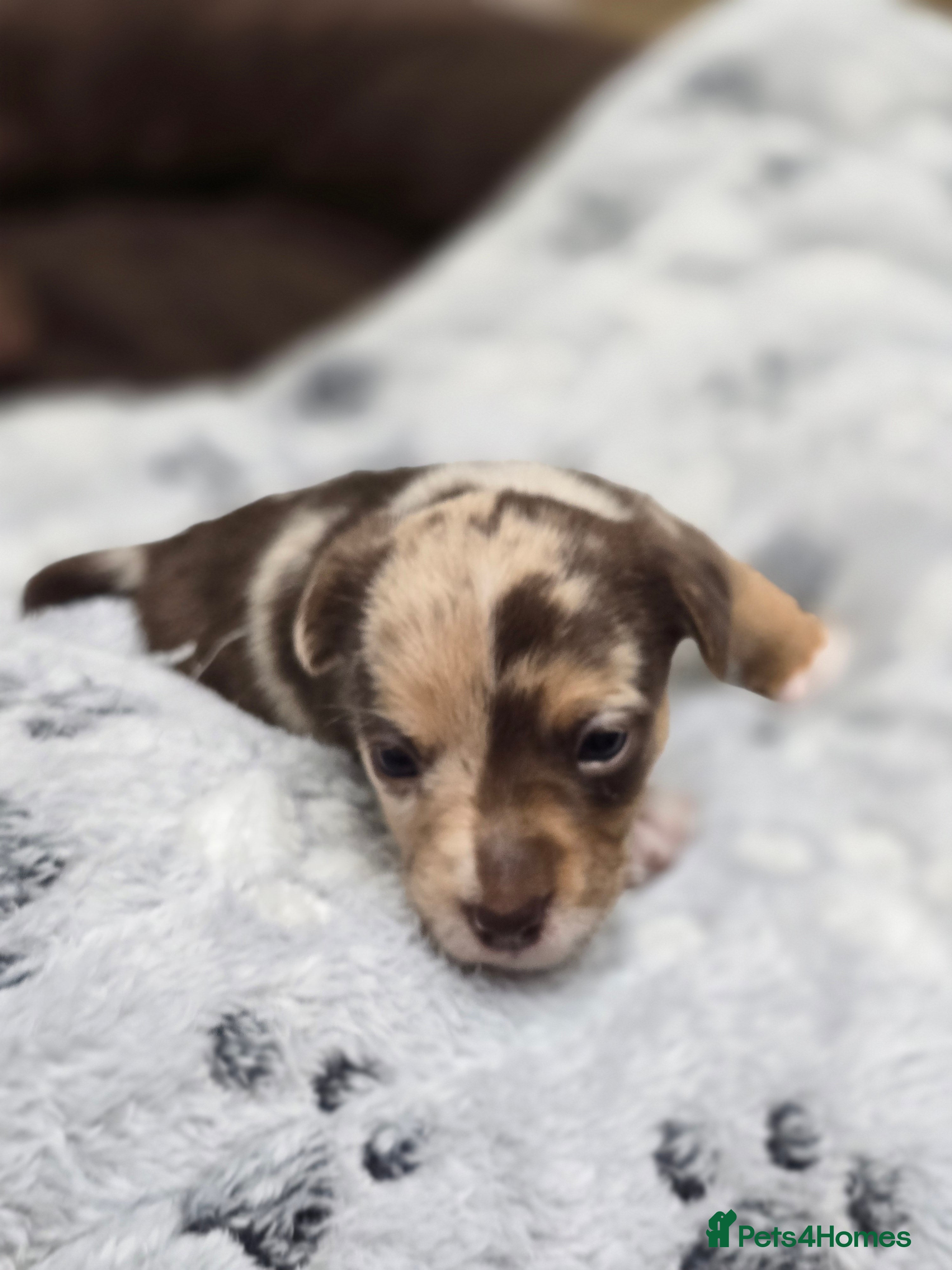 Jack Russell dogs Miniature jack Russell puppies  - Advert 2