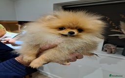 Pomeranian dogs for sale: Beautiful Pomeranian  - Image 7