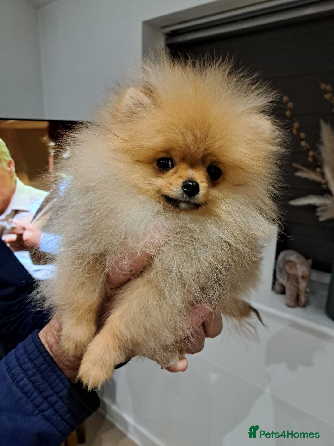 Pomeranian dogs for sale: Beautiful Pomeranian  - Image 7