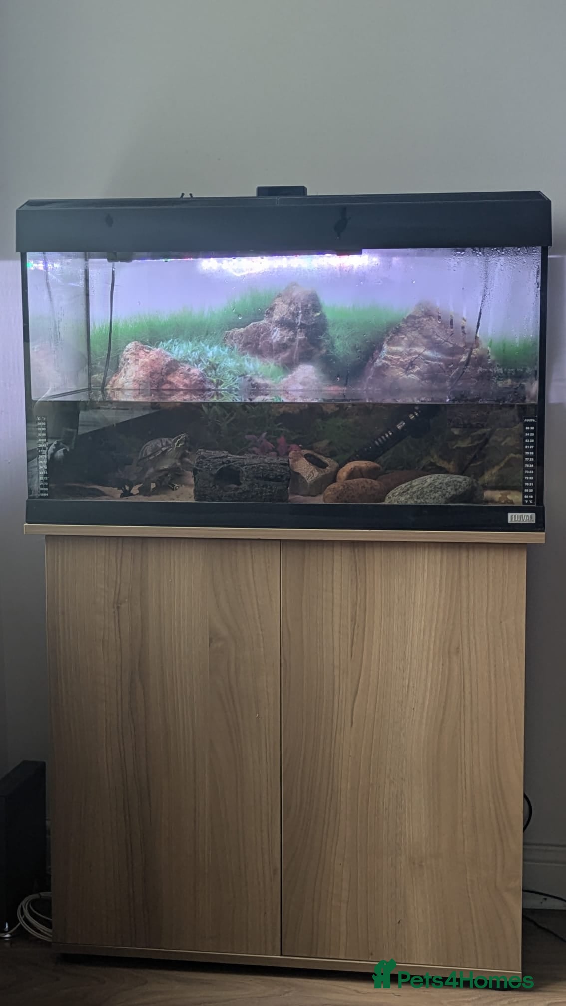 Turtle reptiles Musk turtle and set up - Advert 1