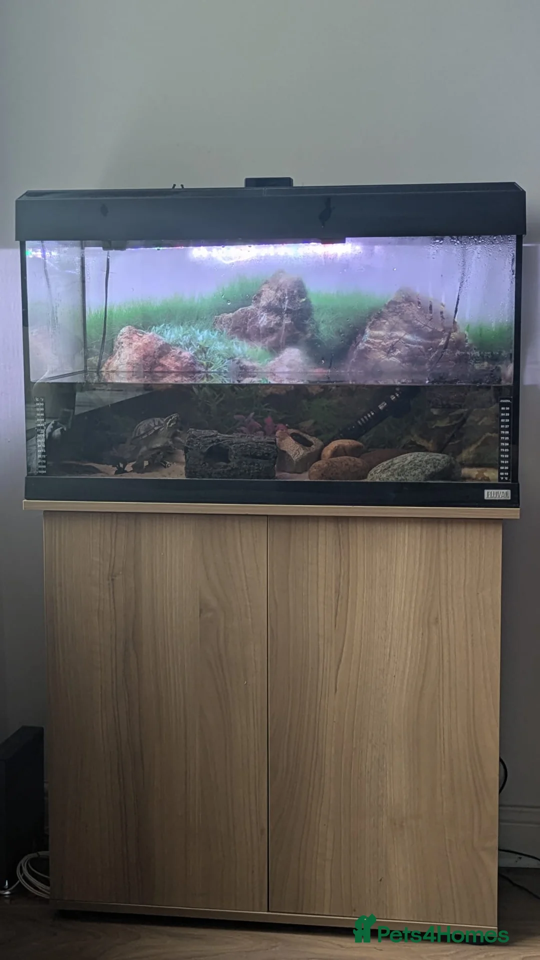 Turtle reptiles for sale: Musk turtle and set up - Advert 1