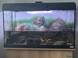 Turtle reptiles Musk turtle and set up - Advert 1