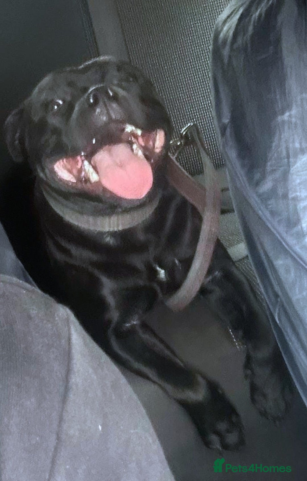 Staffordshire Bull Terrier dogs for sale: TEDDY BEAR STAFFS 🧸 NOW AVAILABLE 😍😍 - Image 8