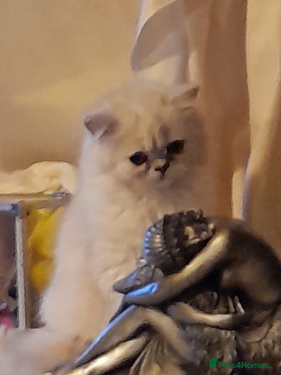 Persian cats for sale: Exceptional quality chinchilla persian kittens  - Advert 7