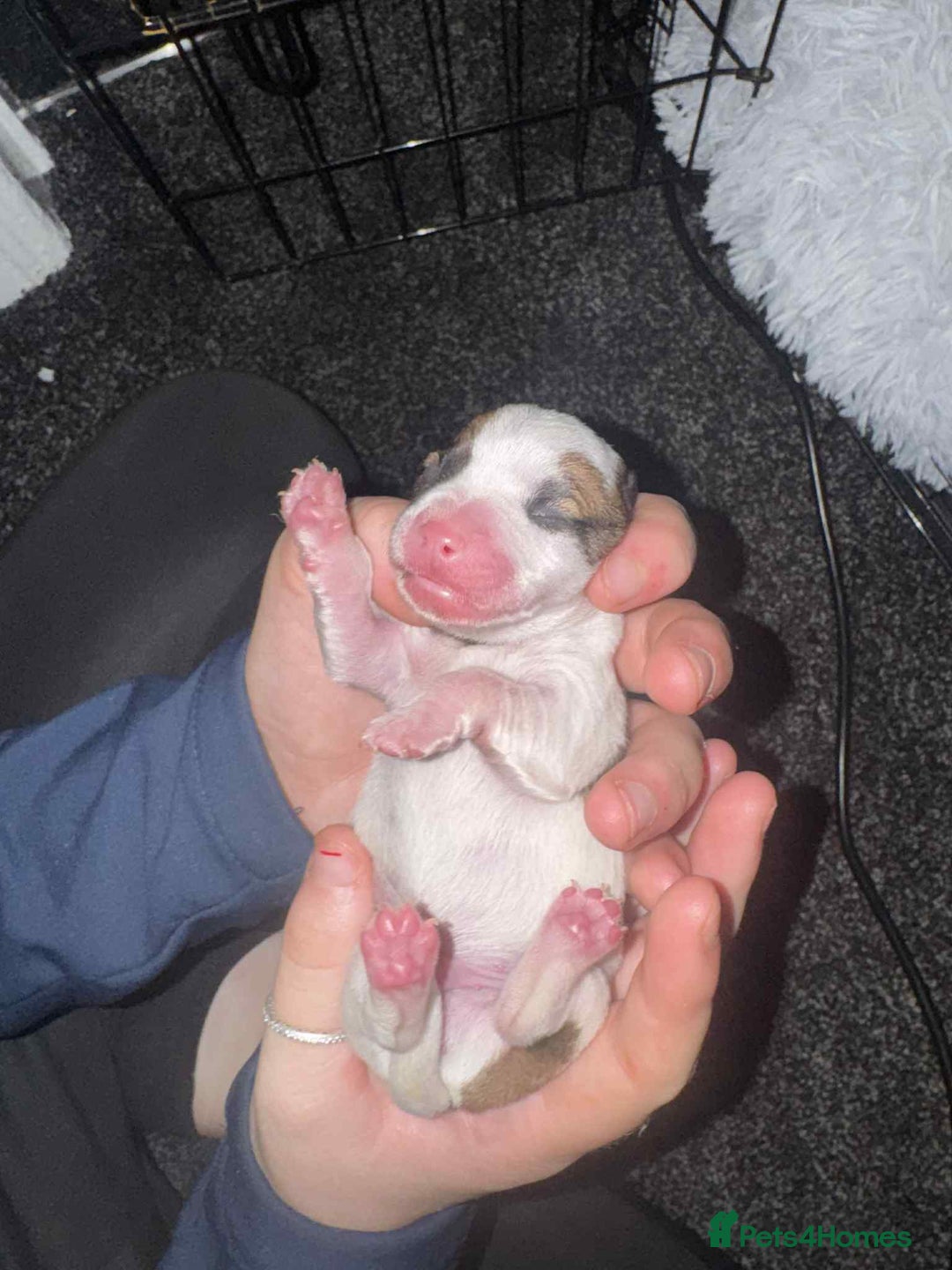 Jack Russell dogs for sale: Jack russle boy pup (cow looking) born 27th oct - Image 7