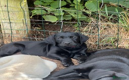 Labrador Retriever dogs for sale: 🐾Ready Now🐾Black Male FTCH Pedigree Forward Pups - Image 25