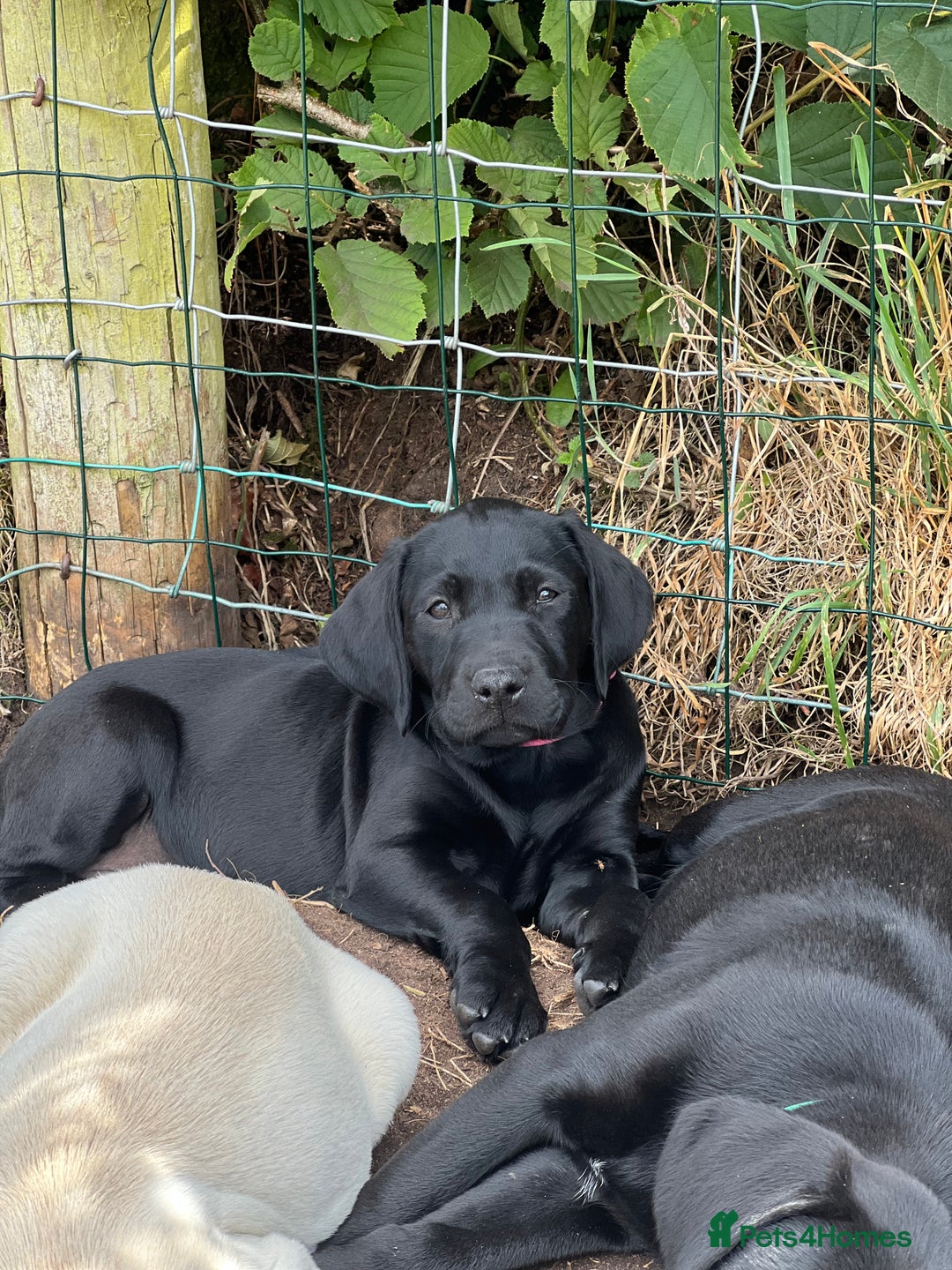 Labrador Retriever dogs for sale: 🐾Ready Now🐾Black Male FTCH Pedigree Forward Pups - Image 25