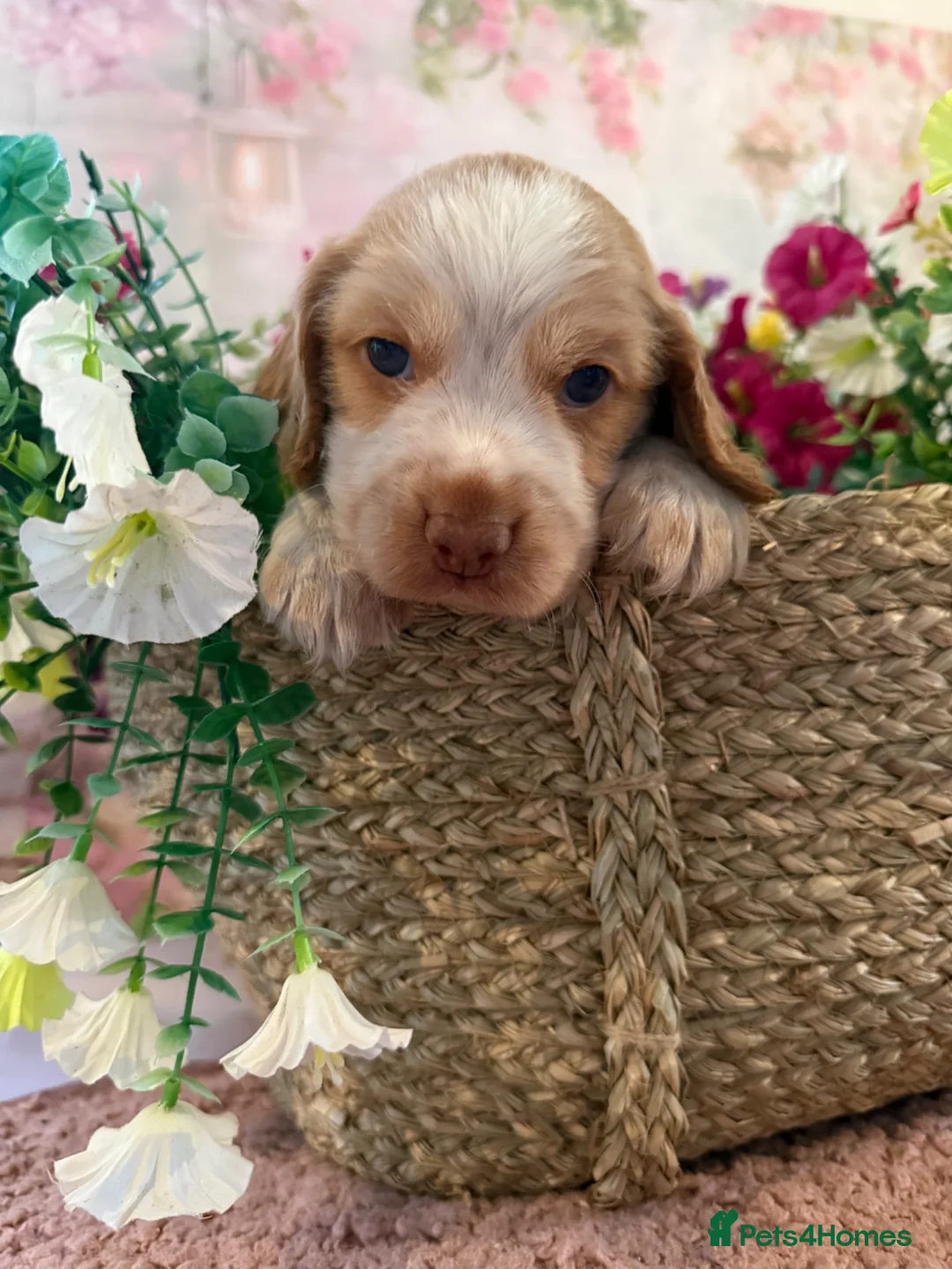 Mixed Breed dogs for sale: F1BB ENGLISH SHOW TYPE COCKERPOOS - Advert 16
