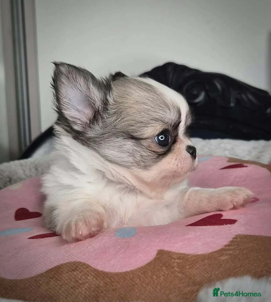 Chihuahua dogs for sale: KC Beautiful Chihuahua boy - Advert 8