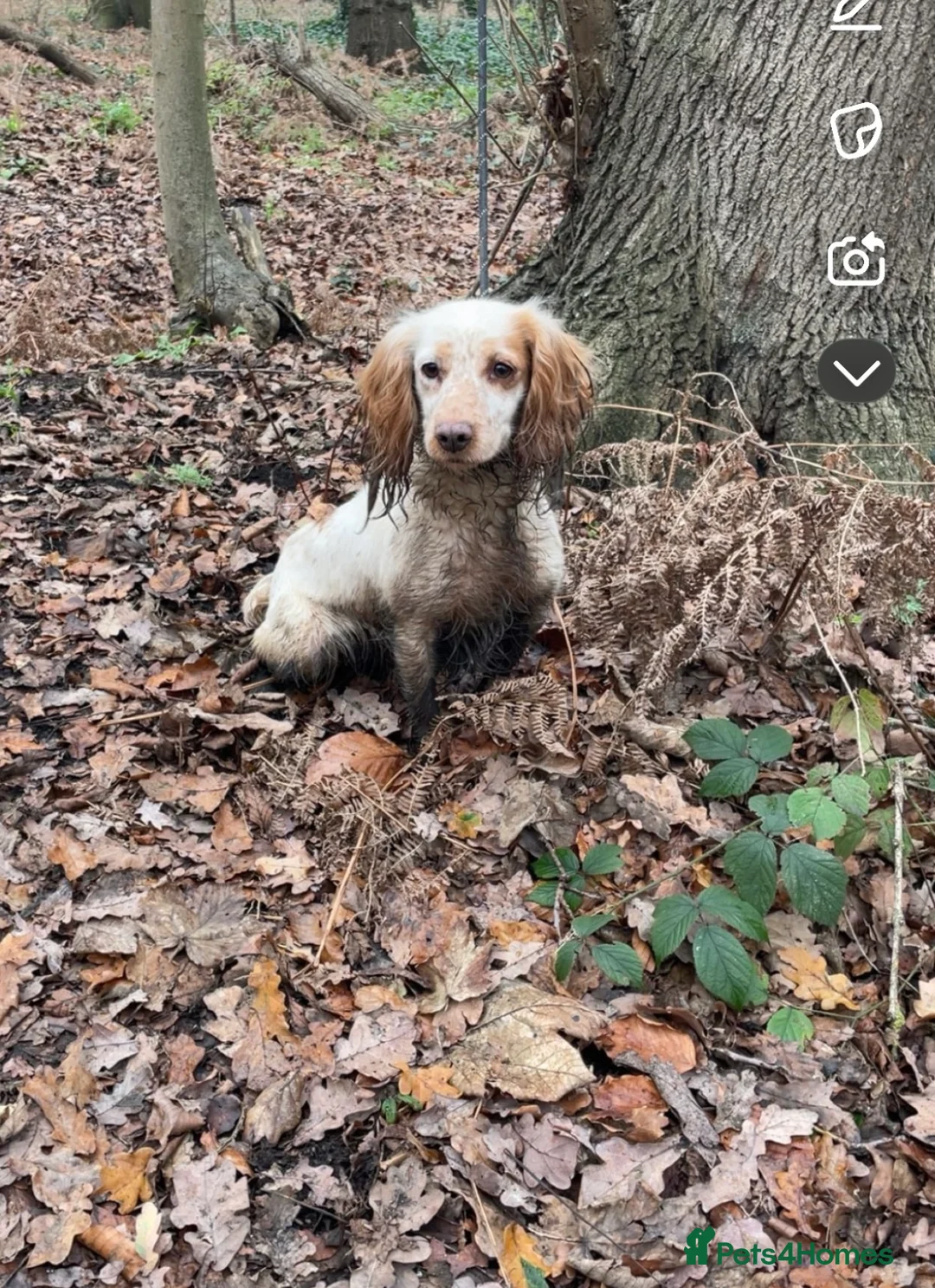 Cocker Spaniel dogs for sale: Cocker spaniel puppies  in Doncaster - Advert 1