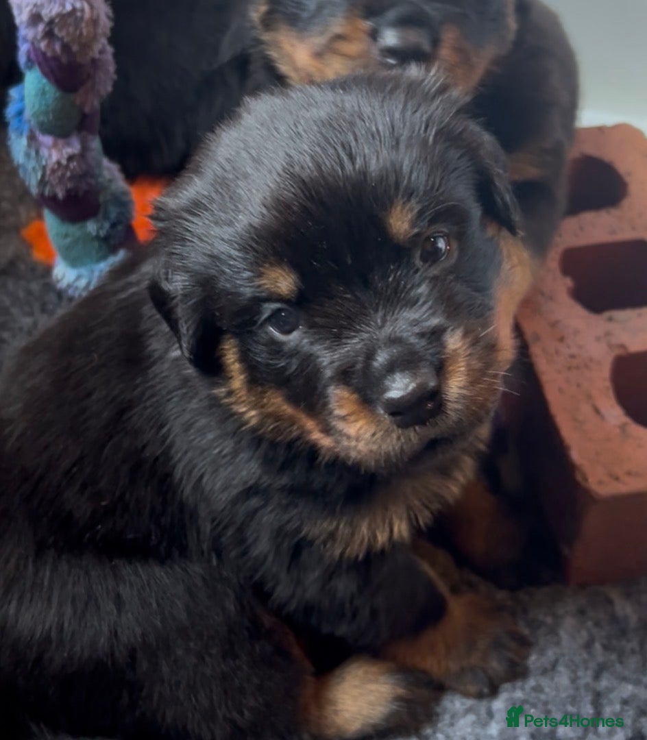 Rottweiler dogs Rottweilers top health tested parents - Advert 5