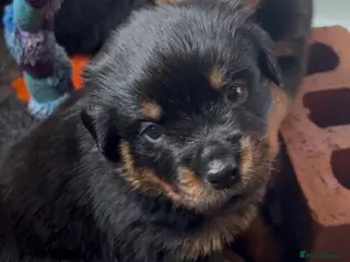 Rottweiler dogs Rottweilers top health tested parents - Advert 5