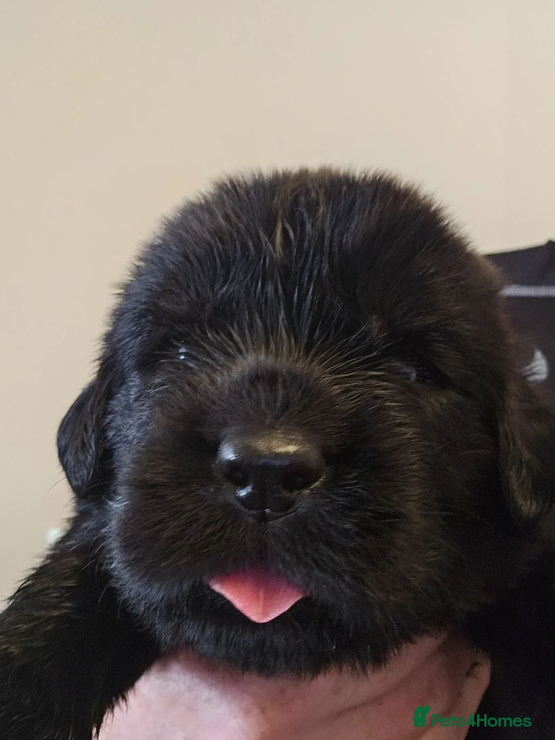 Newfoundland dogs for sale: Newfoundland Puppies in Carluke - Advert 2
