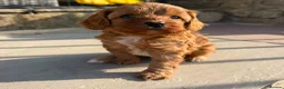 Cavapoo dogs for sale: Fox Red F1 Cavapoo’s - Advert 19