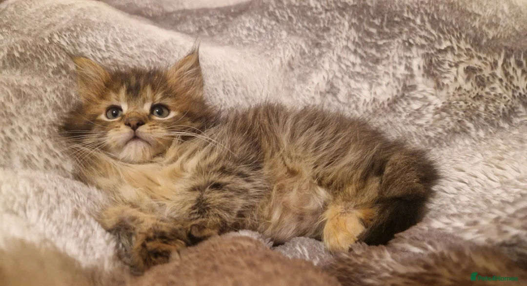 Mixed Breed cats for sale: Last female - mix Mainecoon - Advert 12