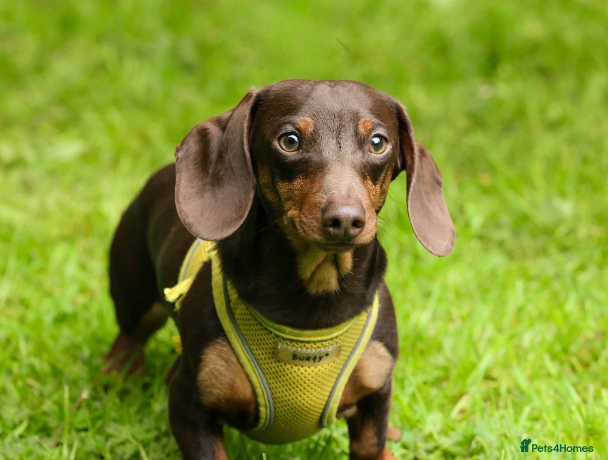 Miniature Dachshund dogs ROLO 🐶  TINY stud ( miniature dachshund )  - Advert 1