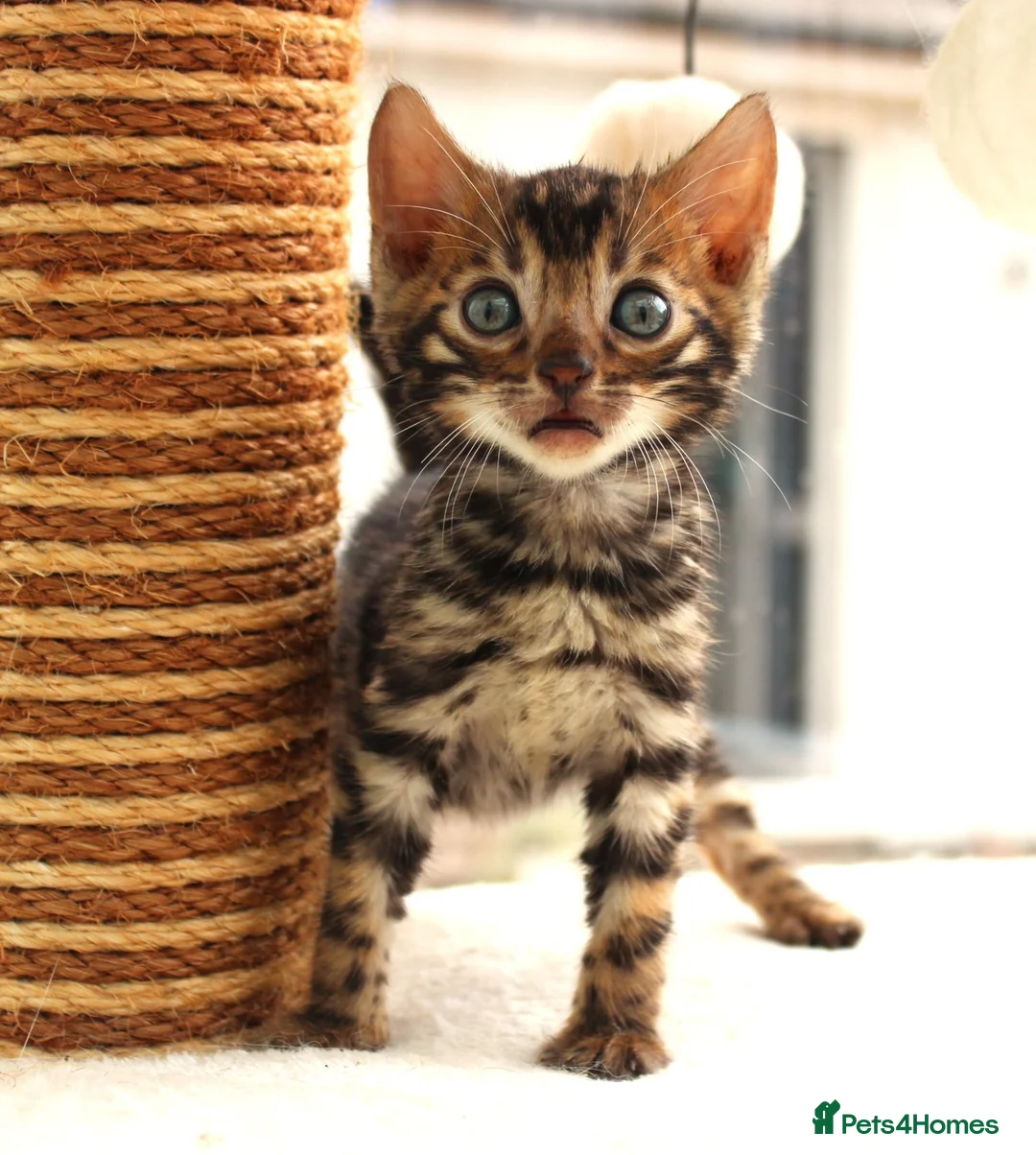 Bengal cats for sale: CUTE BROWN BENGAL MALE KITTENS - Advert 2