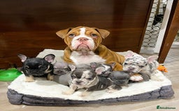 French Bulldog dogs for sale: Best Coat French Bulldogs puppies. - Image 7