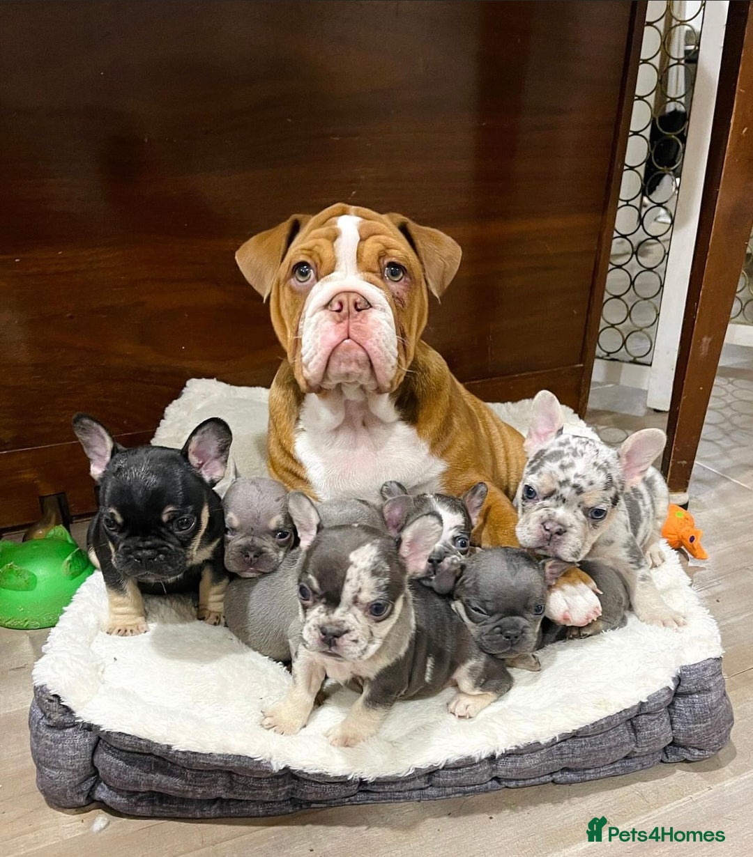 French Bulldog dogs for sale: Best Coat French Bulldogs puppies. - Image 7