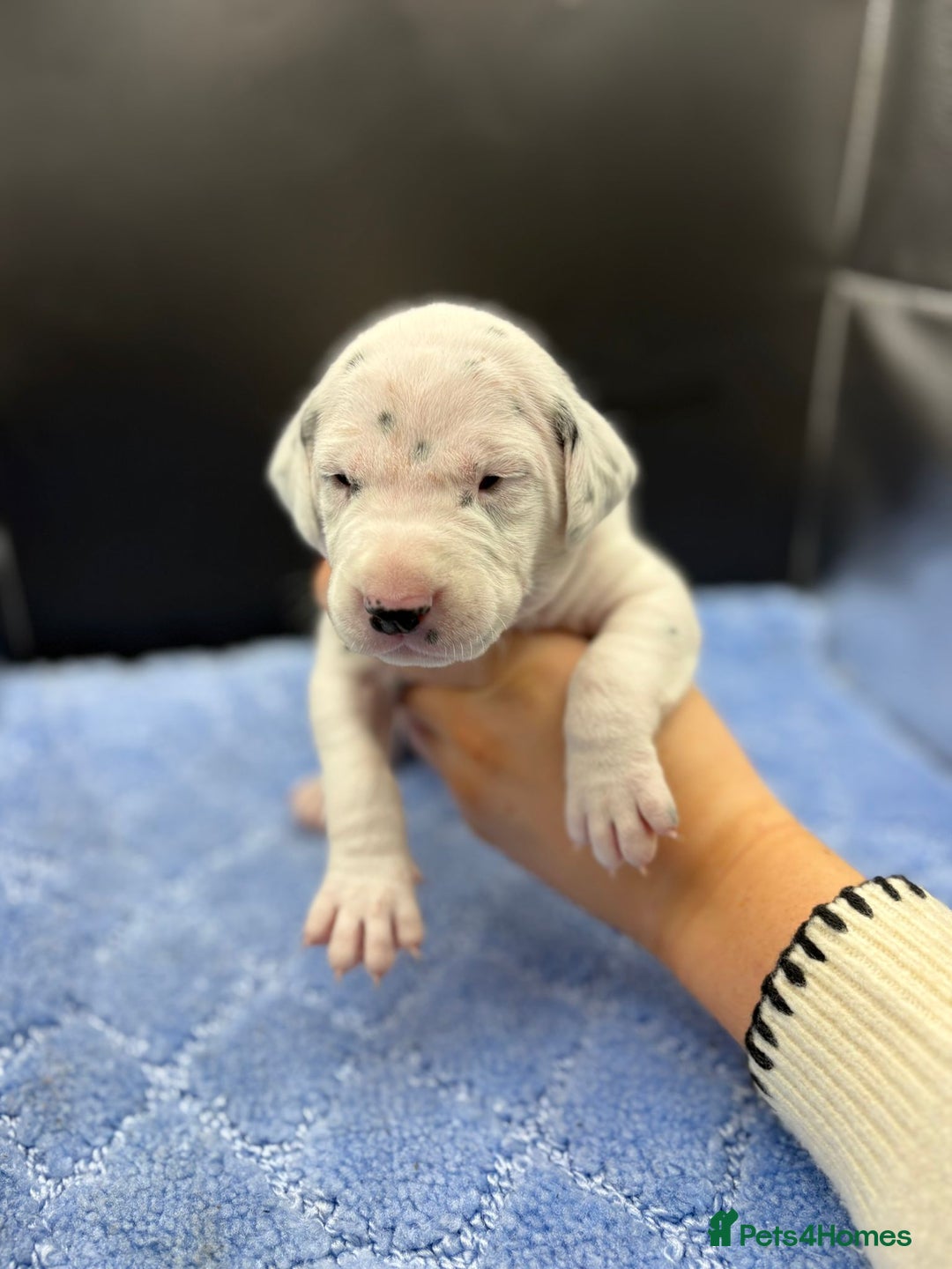 Dalmatian dogs for sale: 5 Generation KC Registered Dalmatians Boys - Advert 13