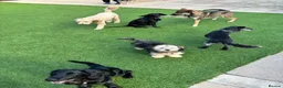 Mixed Breed dogs for adoption: FELIX – 6 MONTHS OLD, ADORABLE BOY PUPPY in Kettering - Advert 12