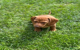 Dachshund dogs for sale: Dachshund puppy’s one boy and four girls  - Image 15