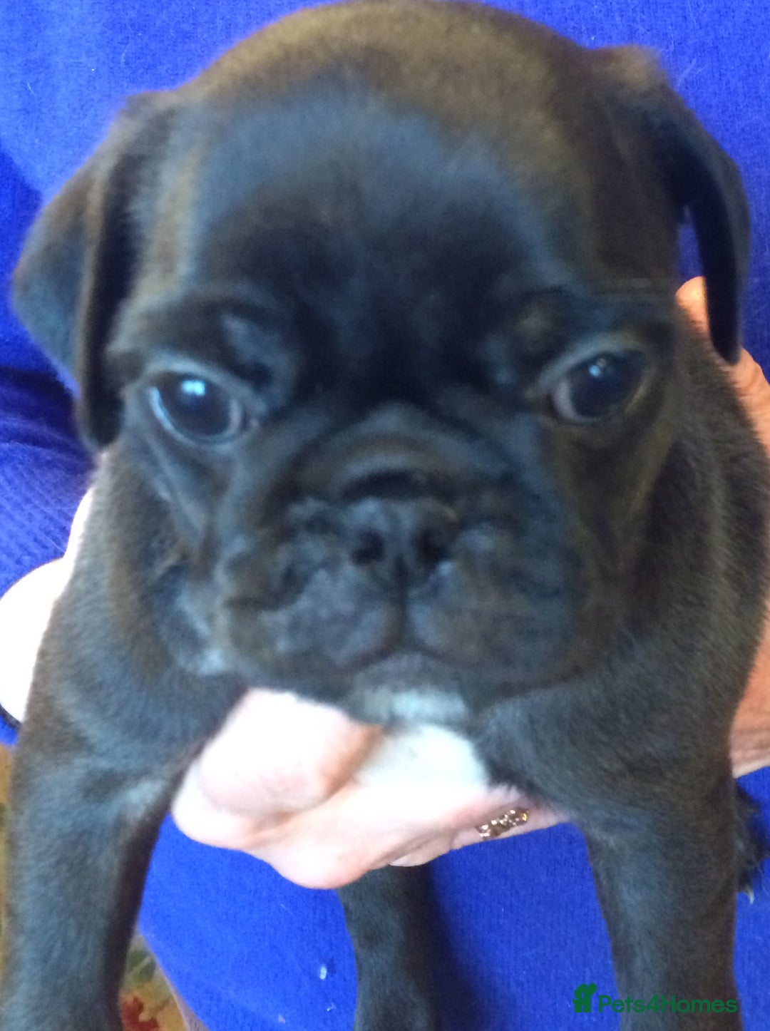 Pug dogs for sale: Platinum pug girls vaccinated Insured microchipped - Image 20
