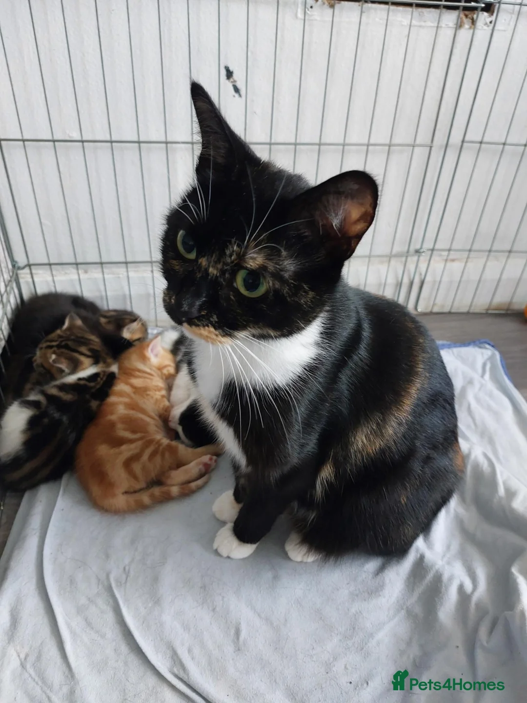 Mixed Breed cats for sale: Beautiful Kitten - Last in Litter.  - Advert 2